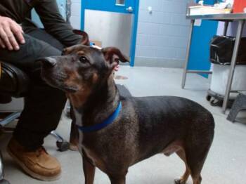 XEPNER -  American Staffordshire Terrier and Mixed Breed Dog for Adoption in Albuquerque, New Mexico - XEPNER | PetCurious