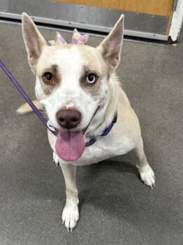 HEATHER -  Labrador Retriever and Mixed Breed Dog for Adoption - HEATHER | PetCurious
