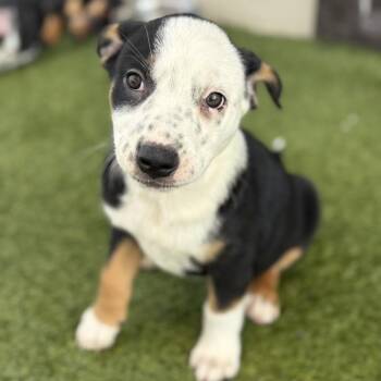 Darla 4416 AKA Darling Blue -  Australian Cattle Dog Blue Heeler and None Dog for Adoption in Loxahatchee Groves, Florida - Darla 4416 AKA Darling Blue | PetCurious