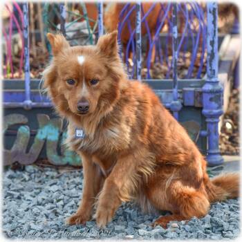 Spitz Dogs Available for Adoption - Bach | PetCurious