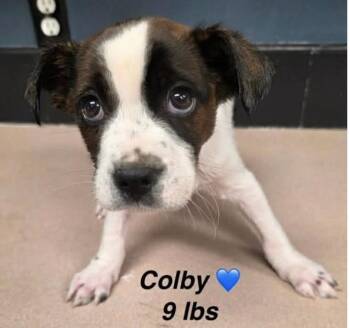 Mixed Breed Dogs Available for Adoption in Rock Hill, New York - Colby | PetCurious