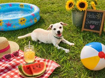 KYLEM -  Chihuahua and Dachshund Dog for Adoption in Locust Fork, Alabama - KYLEM | PetCurious