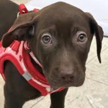 Pringle -  Mixed Breed Dog for Adoption in Green Valley, Arizona - Pringle | PetCurious