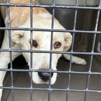 Archie -  Labrador Retriever and Mixed Breed Dog for Adoption in Montgomery, Alabama - Archie | PetCurious
