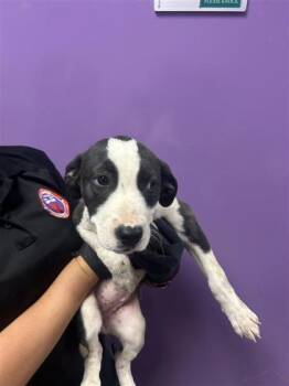 Mixed Breed Dogs Available for Adoption - 60685119 | PetCurious