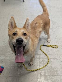 *Dingo* -  Carolina Dog Dog for Adoption in Salt Lake City, Utah - *Dingo* | PetCurious