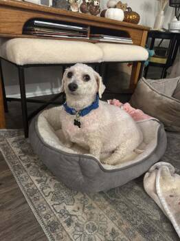 Rescue Maltese Dogs for Adoption in Greenville, South Carolina - Howie | PetCurious