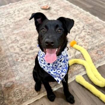 Labrador Retriever and Pit Bull Terrier Dogs Available for Adoption in Friendswood, Texas - Midnight Moonbeam Melody  | PetCurious