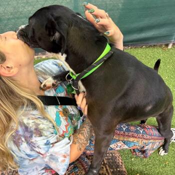 Samantha Gamgee -  Terrier Dog for Adoption in San Diego, California - Samantha Gamgee | PetCurious