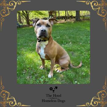 American Staffordshire Terrier and Mixed Breed Dogs Available for Adoption in Cumberland, Rhode Island - Odin | PetCurious