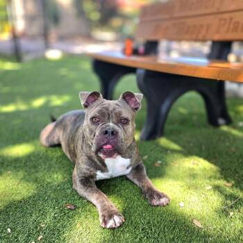 Reggie -  American Bulldog and Mixed Breed Dog for Adoption in Port Charlotte, Florida - Reggie | PetCurious