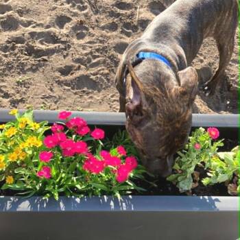 Rolo -  Mixed Breed Dog for Adoption in West Olive, Michigan - Rolo | PetCurious