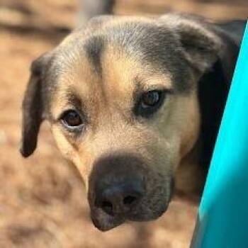 Shepherd Dogs Available for Adoption in Calverton, New York - Milo | PetCurious