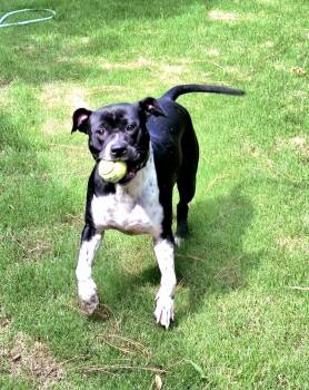 Juno -  Mixed Breed Dog for Adoption in Beech Island, South Carolina - Juno | PetCurious