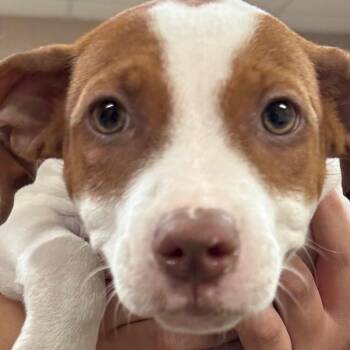 Belle -  Pit Bull Terrier Dog for Adoption in Birmingham, Alabama - Belle | PetCurious