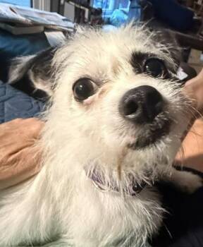 Ike -  Terrier and Mixed Breed Dog for Adoption in Malvern, Pennsylvania - Ike | PetCurious