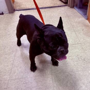 Betty Boop -  French Bulldog Dog for Adoption in Birmingham, Alabama - Betty Boop | PetCurious