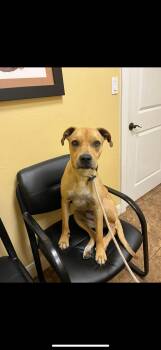 Rescue Labrador Retriever Dogs for Adoption in Magnolia, Texas - Abbott | PetCurious