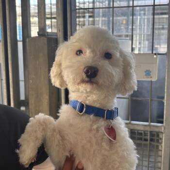 Maltese Dogs Available for Adoption in Los Angeles, California - Jack A2276066 | PetCurious