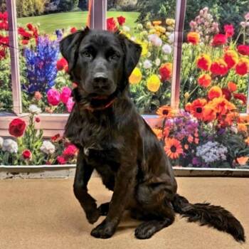 Deebo -  Flat Coated Retriever Dog for Adoption in Elkton, Maryland - Deebo | PetCurious