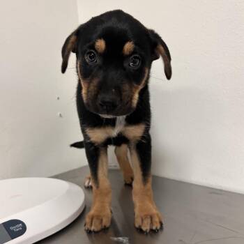 Shepherd and Husky Dogs Available for Adoption in Edinburg, Texas - Alessandra | PetCurious