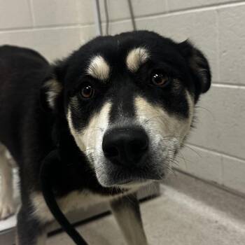 Mixed Breed Dogs Available for Adoption in Murray, Utah - Henny | PetCurious