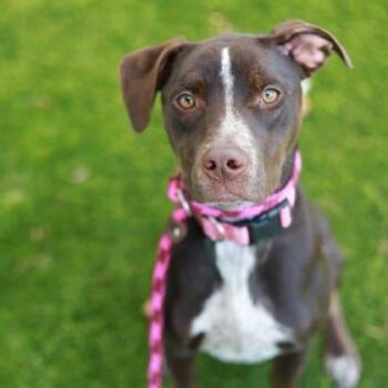 Honey Bunny -  Mixed Breed Dog for Adoption in Atlanta, Georgia - Honey Bunny | PetCurious