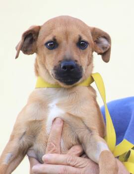 Hunter -  Hound Dog for Adoption in North Fort Myers, Florida - Hunter | PetCurious