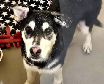 Husky Dogs Available for Adoption in Kent, Washington - BOTTLECAP | PetCurious