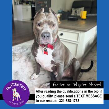 Pit Bull Terrier Dogs Available for Adoption - Chorizo | PetCurious