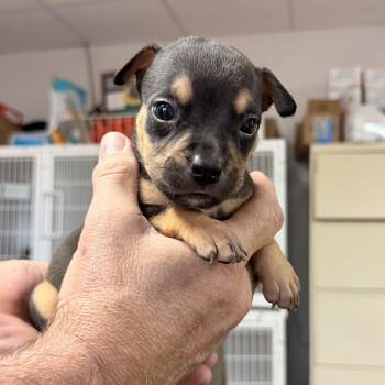 Sicily -  Pit Bull Terrier Dog for Adoption in Columbia, South Carolina - Sicily | PetCurious