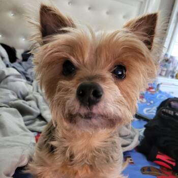 Yumi -  Mixed Breed Dog for Adoption in Mentor, Ohio - Yumi | PetCurious