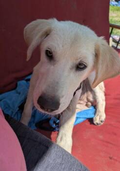 Bell Pepper -  Anatolian Shepherd Dog for Adoption in Cheektowaga, New York - Bell Pepper | PetCurious