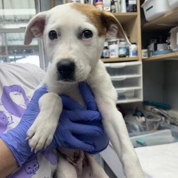 Tomato aka Ralpie -  Mixed Breed Dog for Adoption in Duncan, Oklahoma - Tomato Aka Ralpie | PetCurious