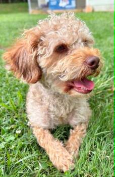 Tank -  Mixed Breed Dog for Adoption in Taycheedah, Wisconsin - Tank | PetCurious