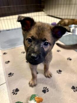 Fred -  German Shepherd Dog and Anatolian Shepherd Dog for Adoption in Fort Lupton, Colorado - Fred | PetCurious