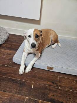 Harley -  American Bully Dog for Adoption in Pointe-claire, Quebec - Harley | PetCurious