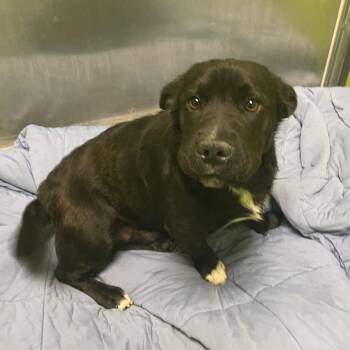 Cardigan Welsh Corgi and Shar Pei Dogs Available for Adoption in Spokane, Washington - PrimeTime | PetCurious