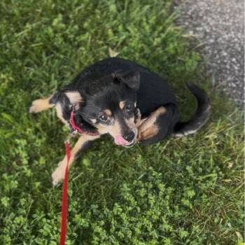 Felix -  Chihuahua and Mixed Breed Dog for Adoption in Marysville, Ohio - Felix | PetCurious