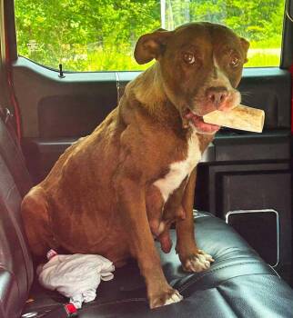 Tapatía - CL -  Pit Bull Terrier Dog for Adoption in Kansas City, Missouri - Tapatía - CL | PetCurious