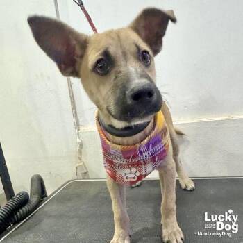 Shepherd and Labrador Retriever Dogs Available for Adoption - Kip | PetCurious