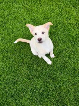Husky and Great Pyrenees Dogs Available for Adoption in VERNON ROCKVL, Connecticut - Jasper | PetCurious