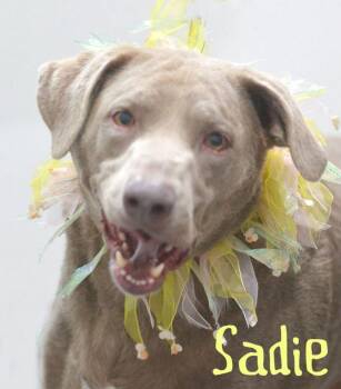 Weimaraner and Chesapeake Bay Retriever Dogs Available for Adoption in Lake Havasu City, Arizona - Sadie | PetCurious