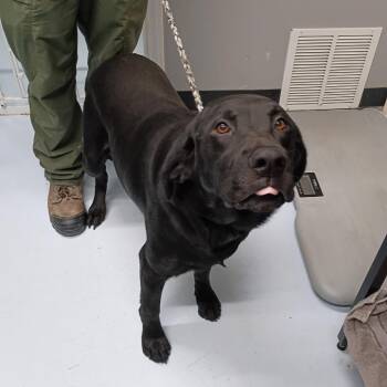 CSAS-Stray-957 -  Black Labrador Retriever Dog for Adoption in Springtown, Texas - CSAS-Stray-957 | PetCurious