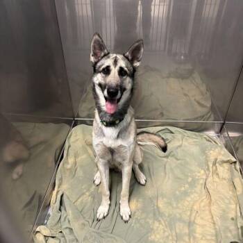 Juandissimo Magnifico -  Mixed Breed Dog for Adoption in Davenport, Iowa - Juandissimo Magnifico | PetCurious