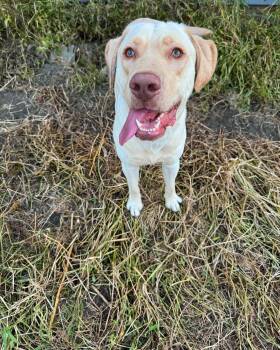 Buster -  Labrador Retriever Dog for Adoption in Dysart, Iowa - Buster | PetCurious