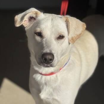 Rescue Yellow Labrador Retriever Dogs for Adoption in Sonora, California - Goober | PetCurious