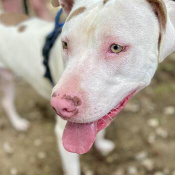 Fabio -  Mixed Breed Dog for Adoption in Tunica, Mississippi - Fabio | PetCurious