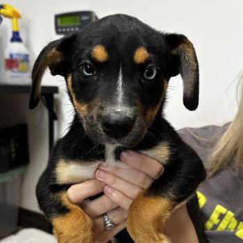 Australian Cattle Dog Blue Heeler and Shepherd Dogs Available for Adoption in Cleveland, Mississippi - Seratonin | PetCurious
