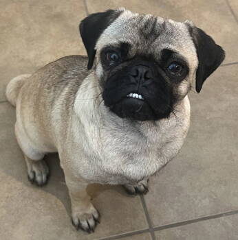 Rescue Pug Dogs for Adoption in San Antonio, Texas - Rosie | PetCurious